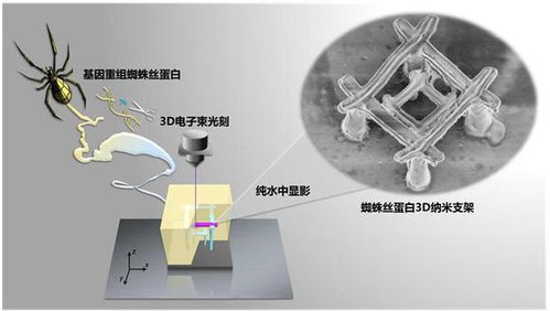 最新突破 中国科学家研发出纳米机器人,材料竟是蜘蛛丝